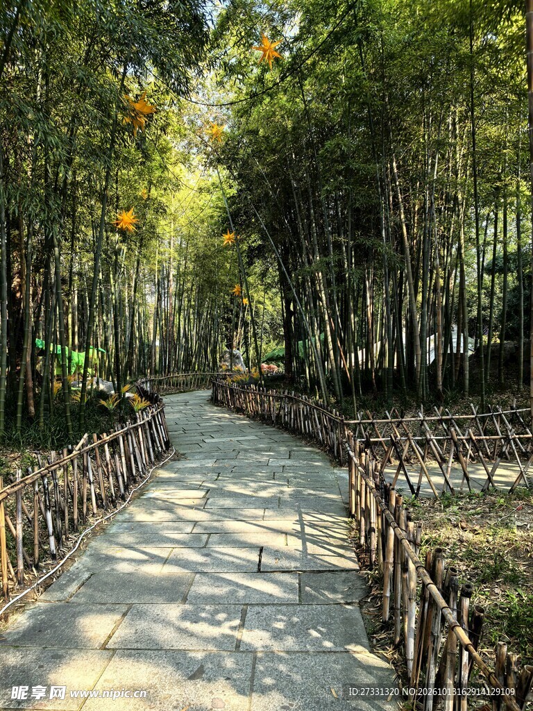 林间清幽步道风光