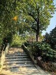 林荫石阶步道风光