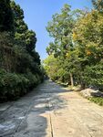 郊野林间公路风光