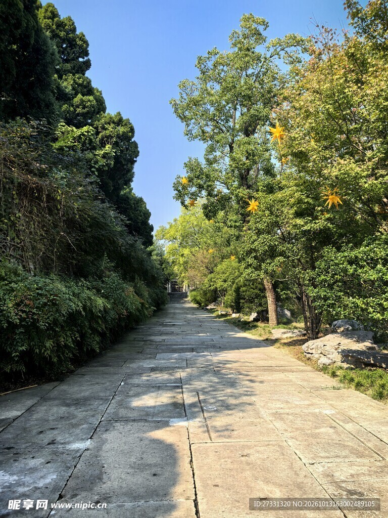 郊野林间公路风光