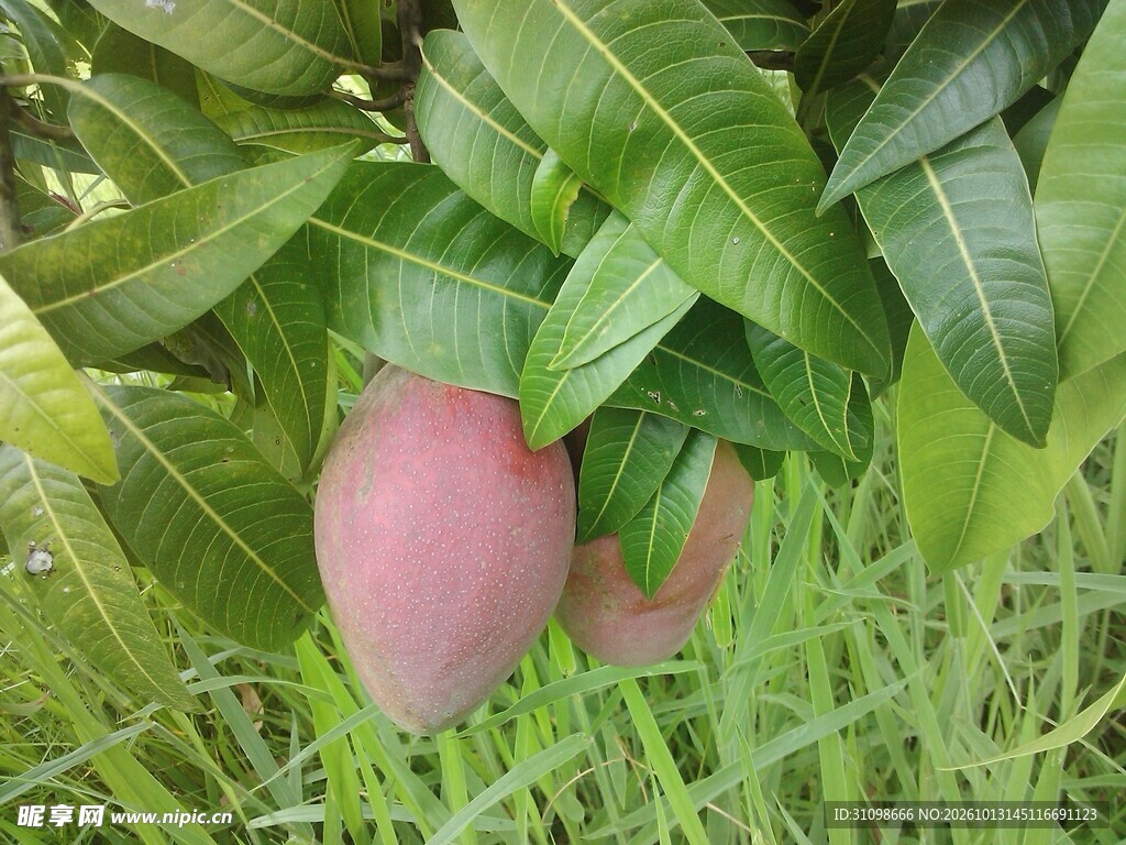 枝头挂着红芒果