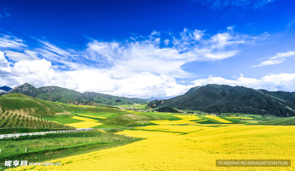 高原油菜花海风光