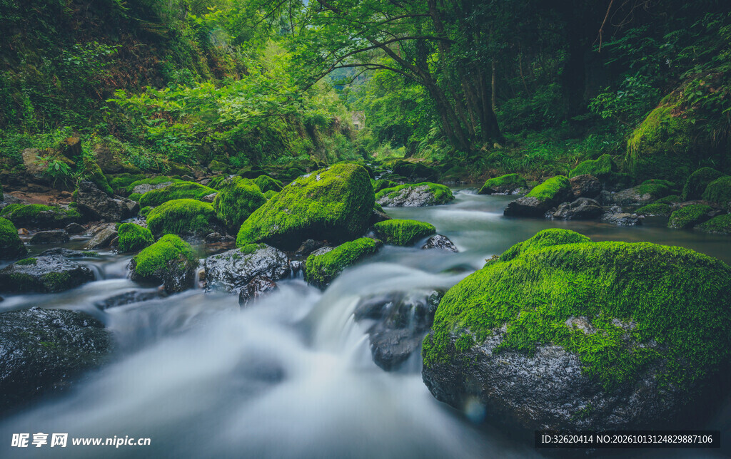林间清溪青苔石美景
