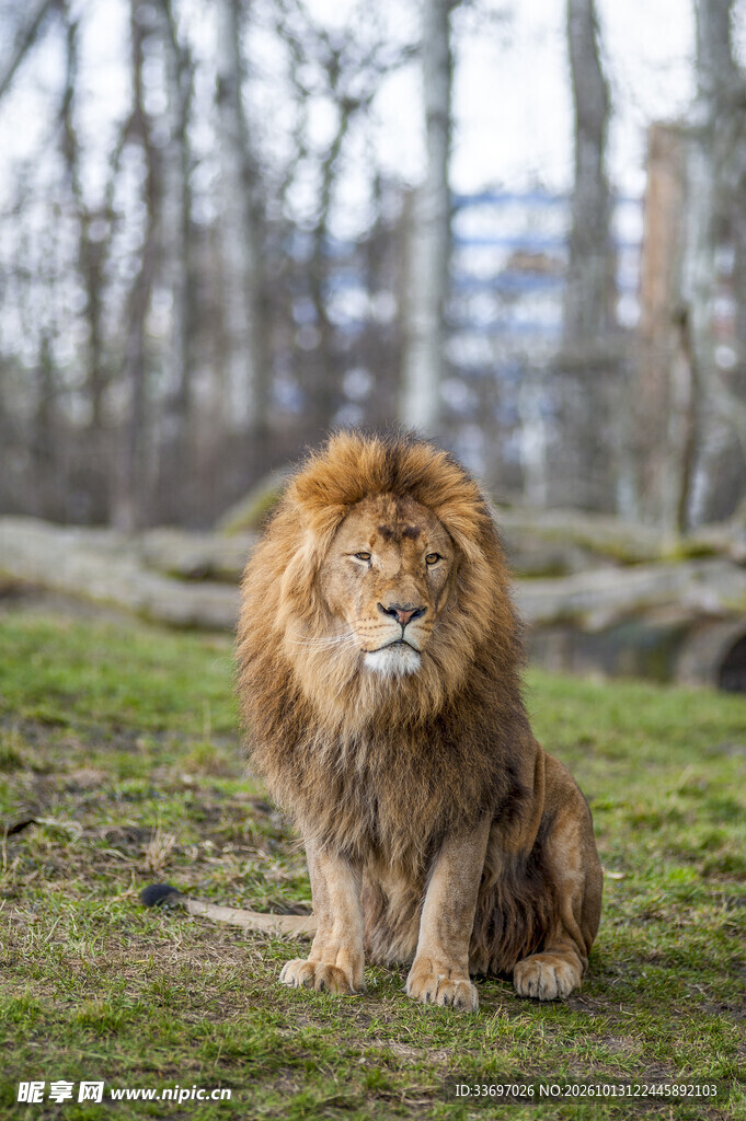 草地上的雄狮