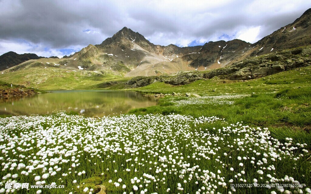 高山草甸花海风光