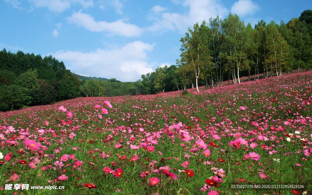 郊野粉色花田风光
