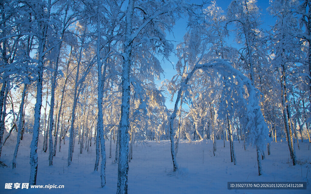 冬日雪林晨光美景