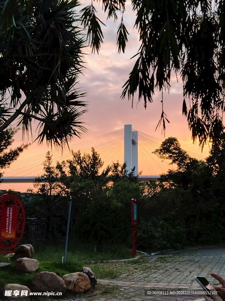 黄昏椰林郊野风光