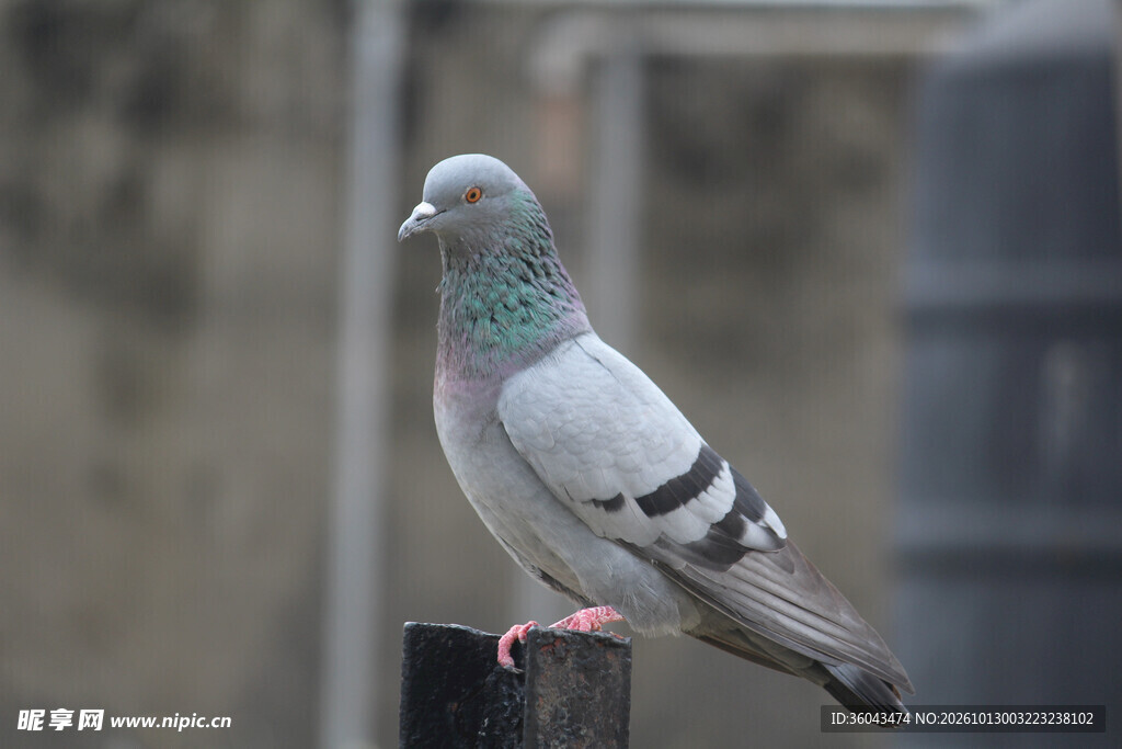 休憩的灰鸽子