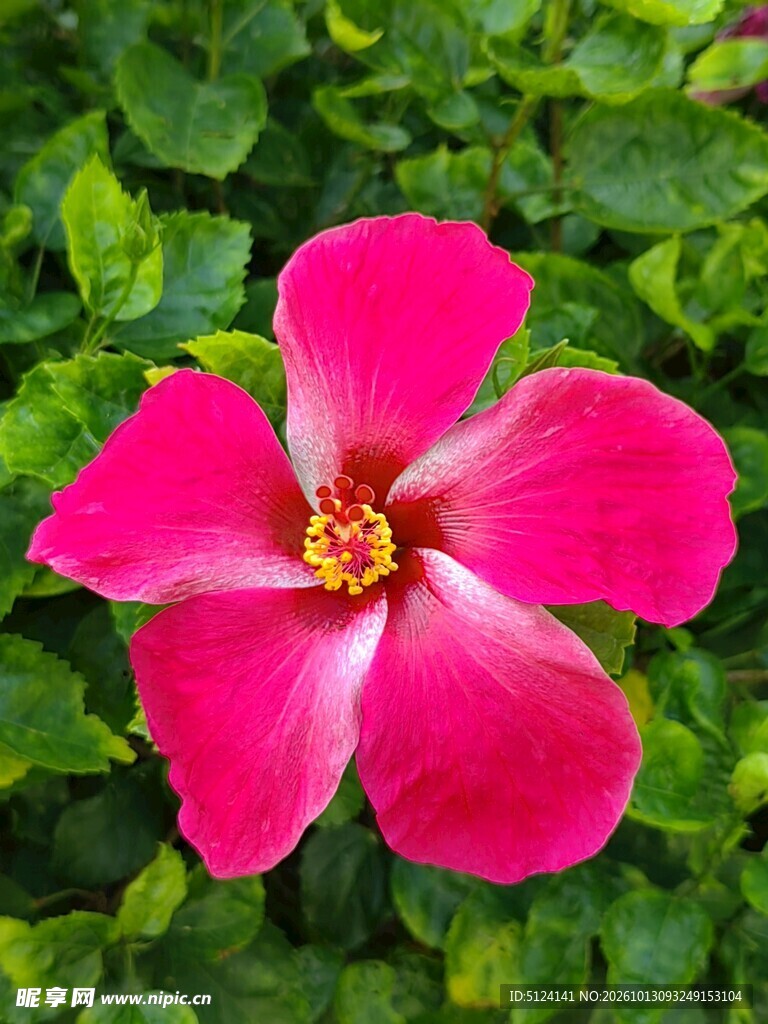 朱槿花