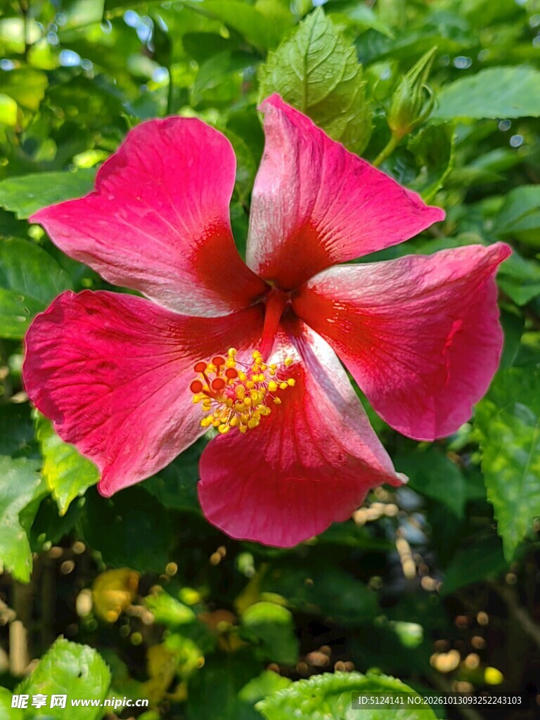 朱槿花