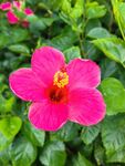 朱槿花