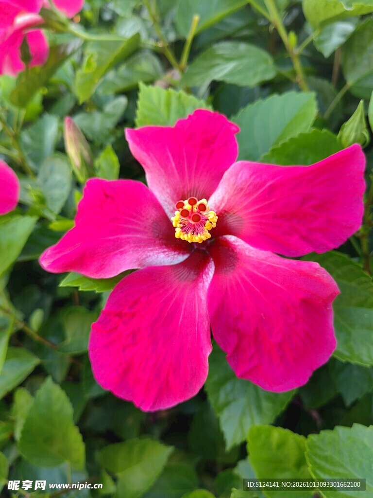 朱槿花