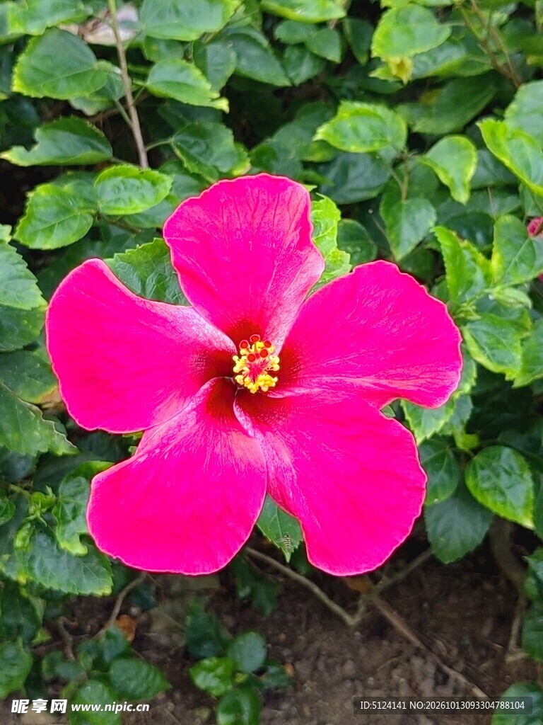 朱槿花