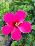 朱槿花