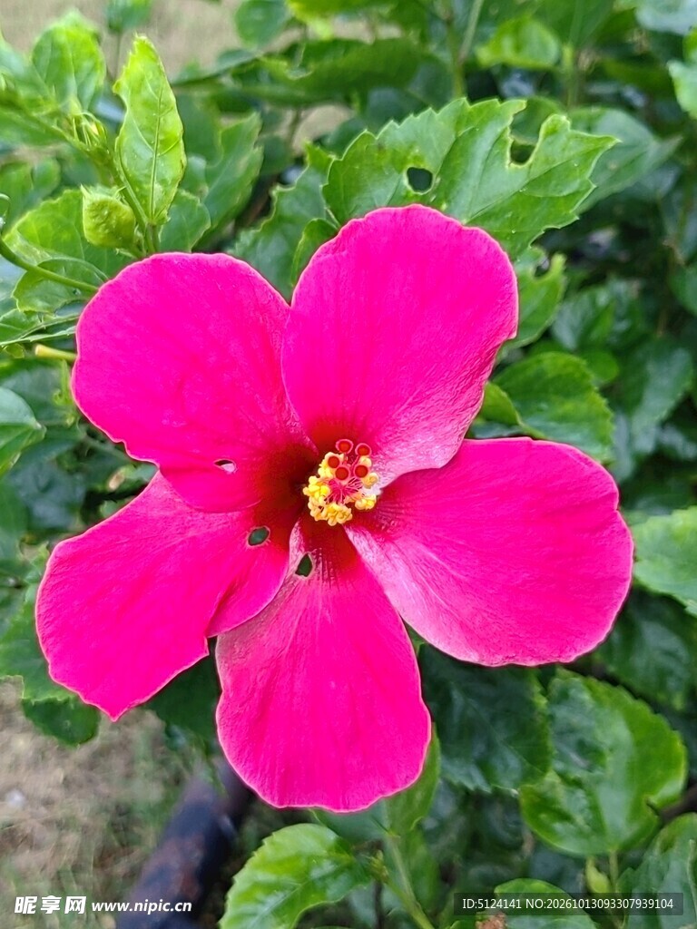 朱槿花