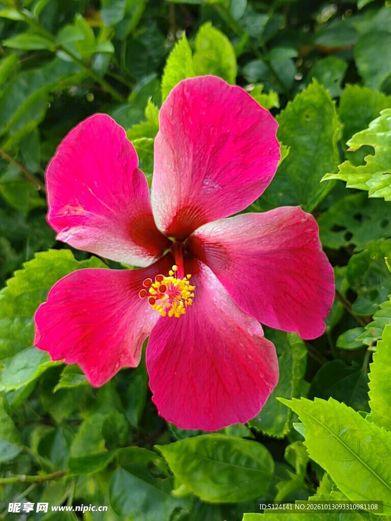 朱槿花