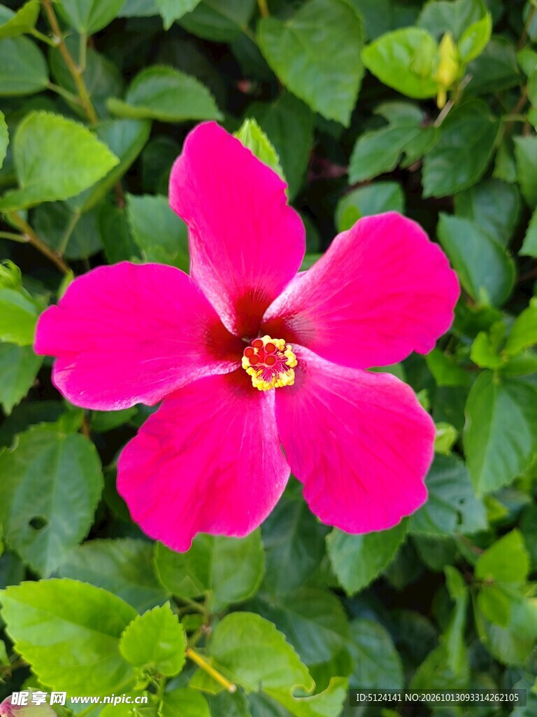 朱槿花