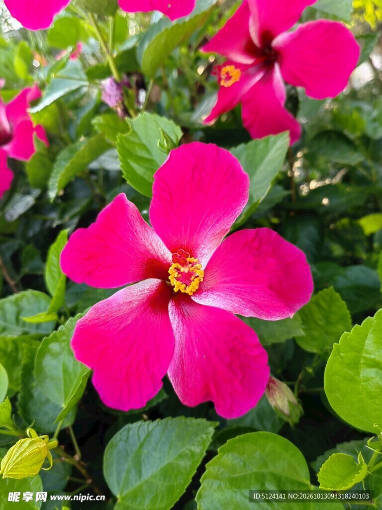 朱槿花 