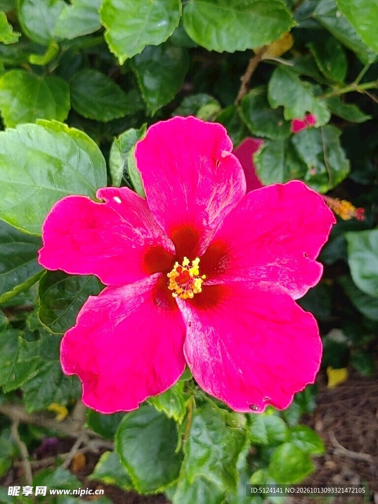 朱槿花