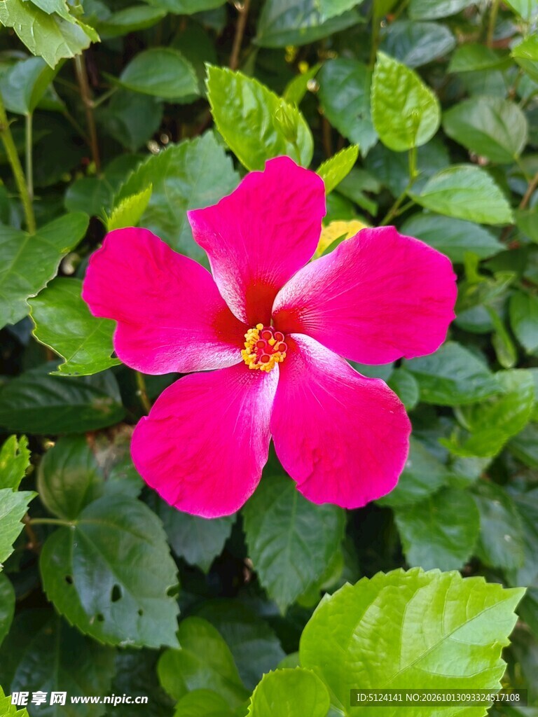 朱槿花