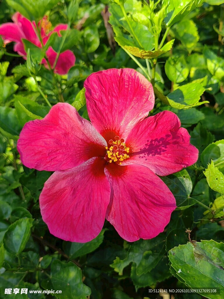 朱槿花