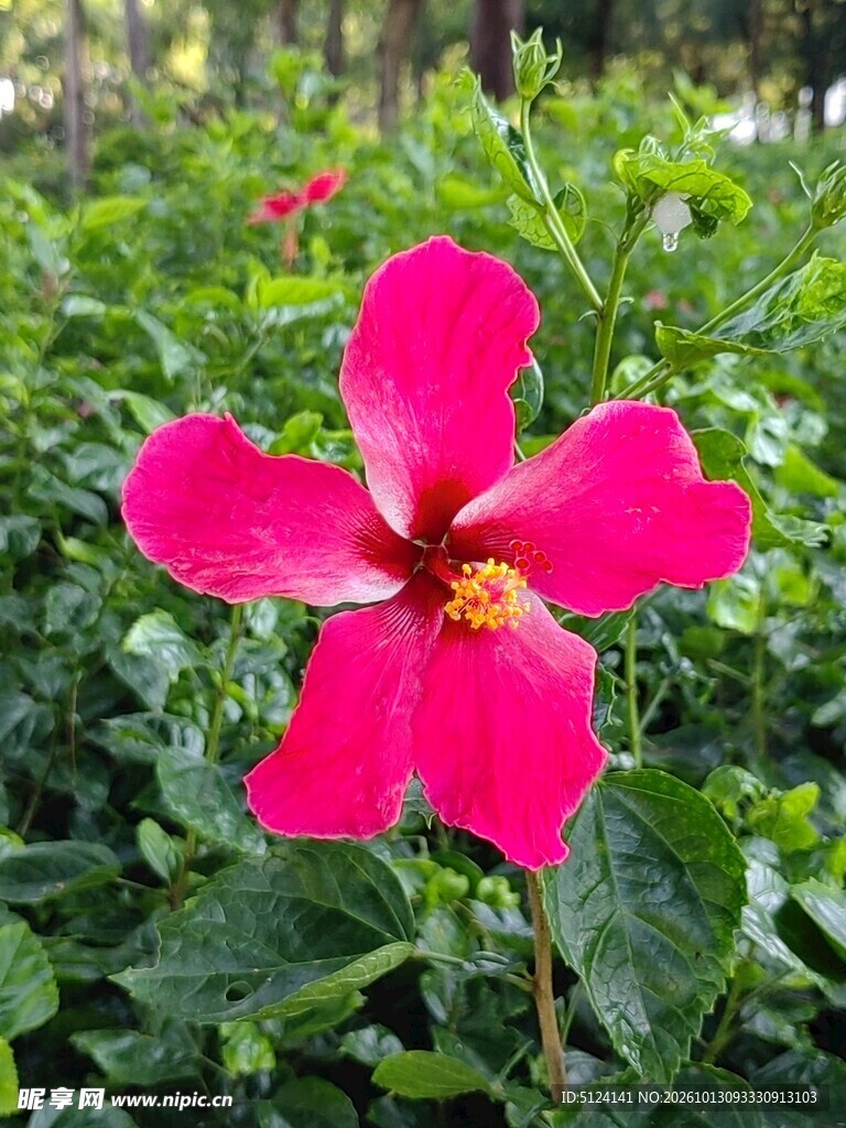 朱槿花