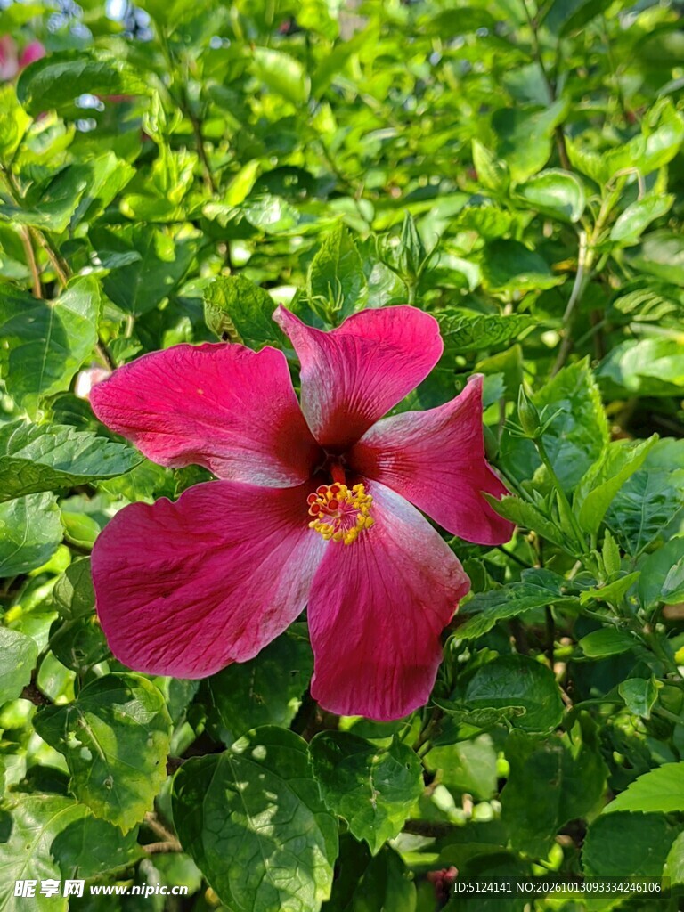 朱槿花 