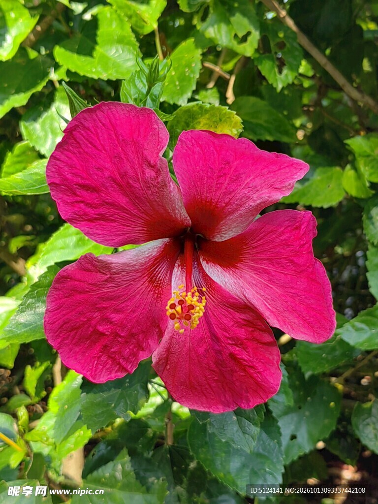 朱槿花