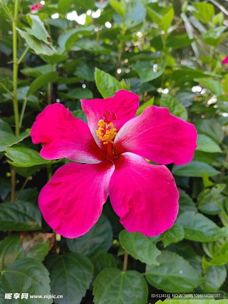 朱槿花