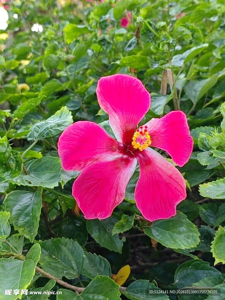 朱槿花 