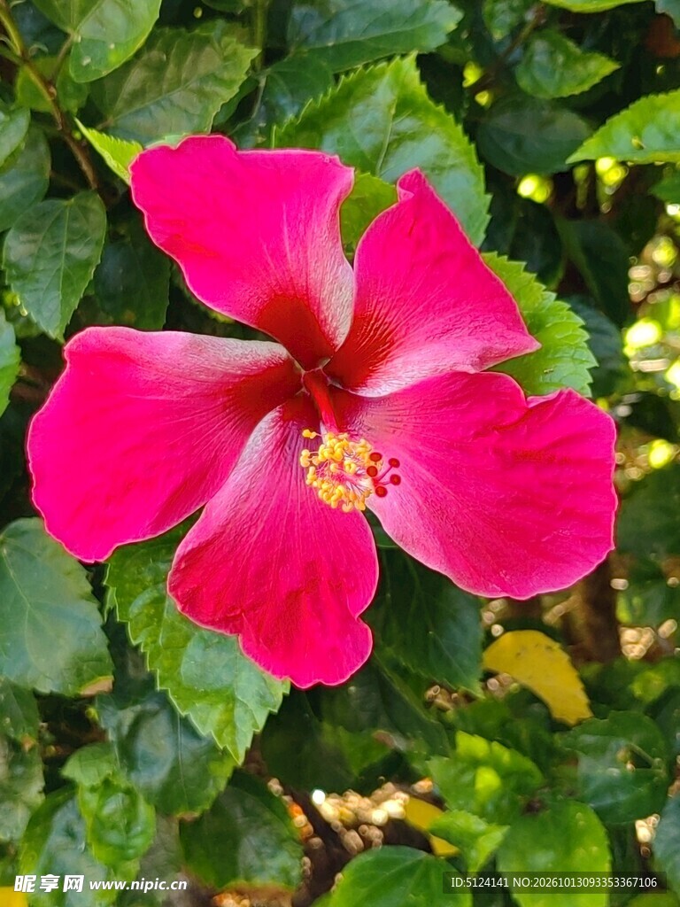 朱槿花