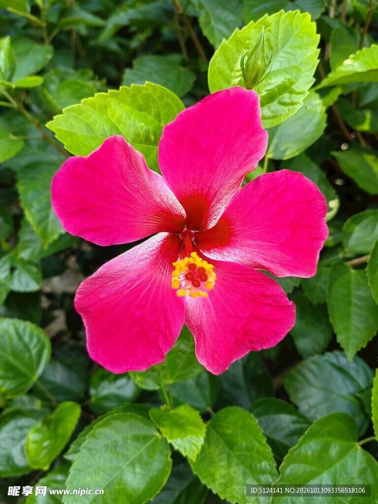 朱槿花 