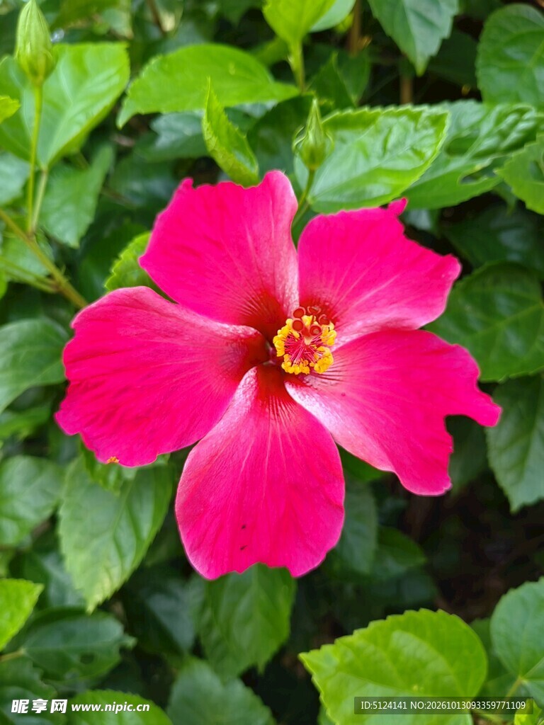 朱槿花
