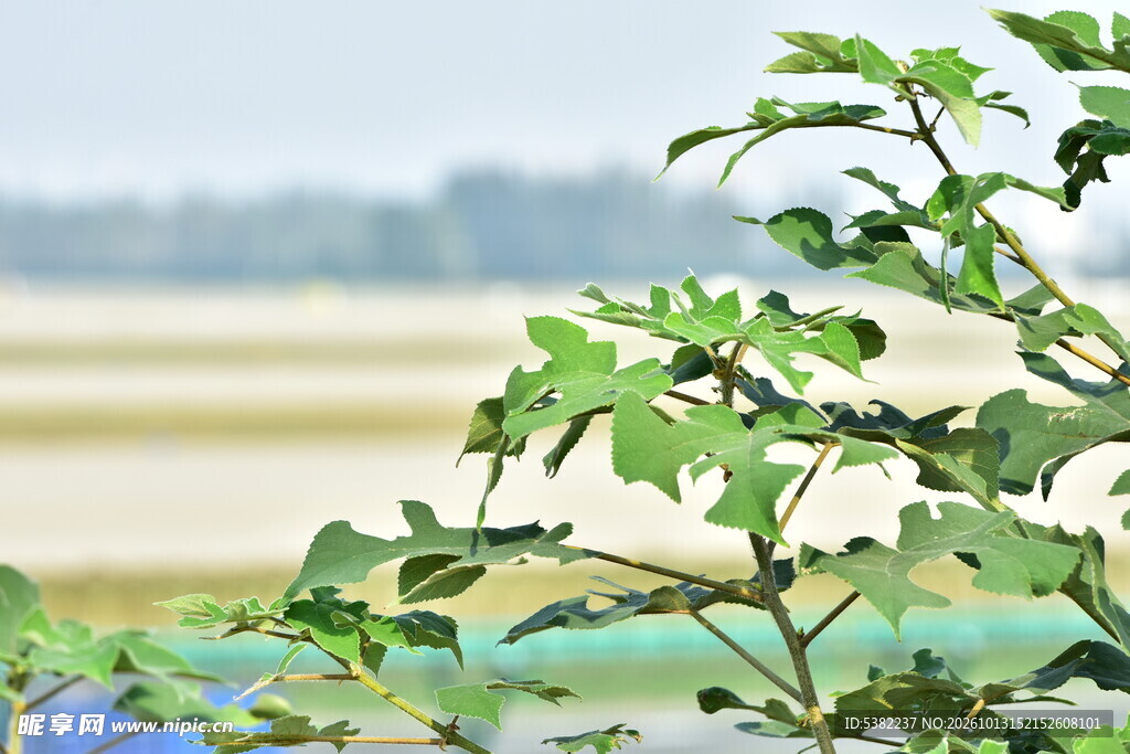 郊野河畔绿植风光