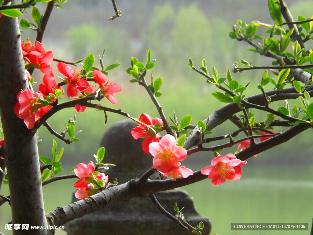 春日红花盛放美景