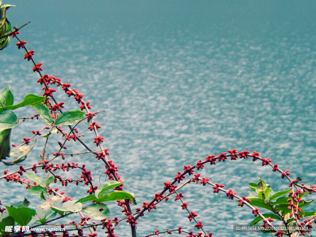 水边红果枝清新小景