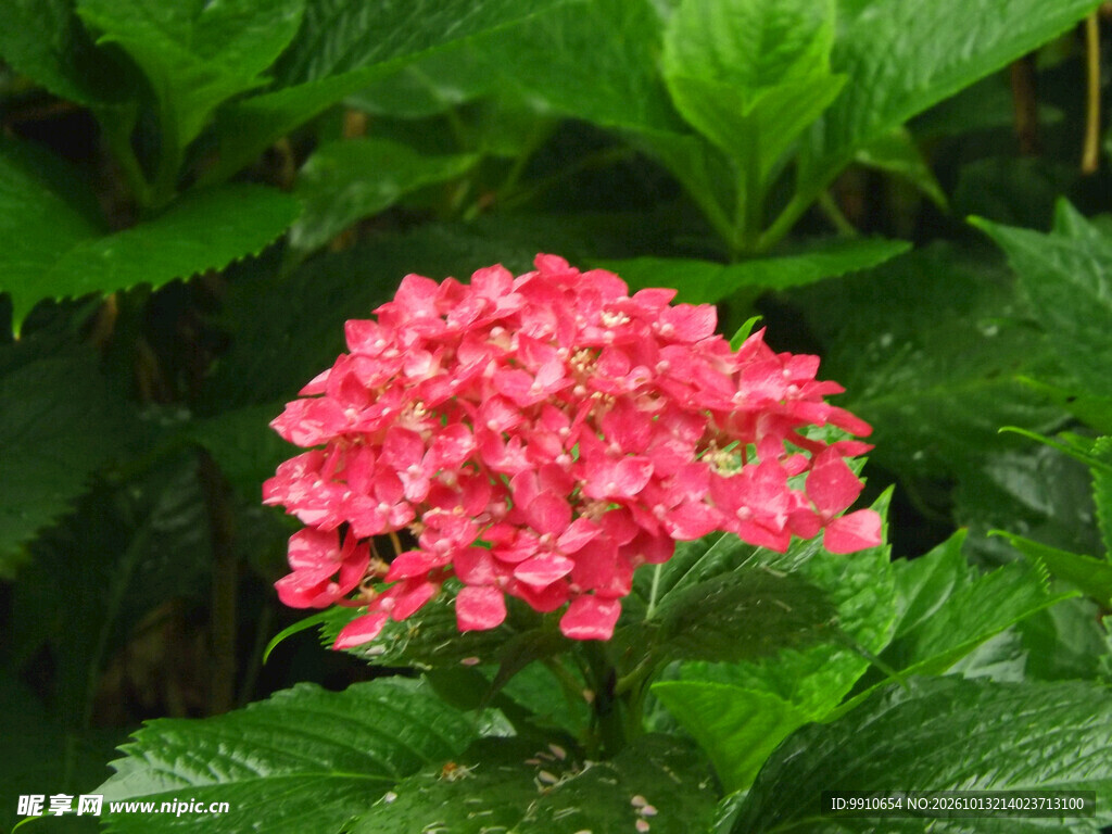 红色绣球花特写