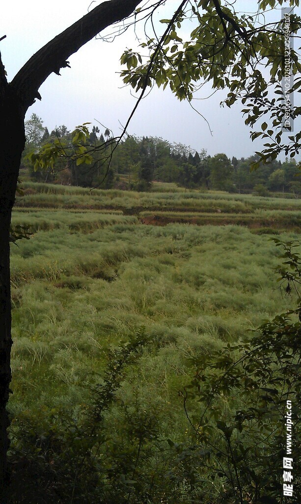 郊野草地自然风景