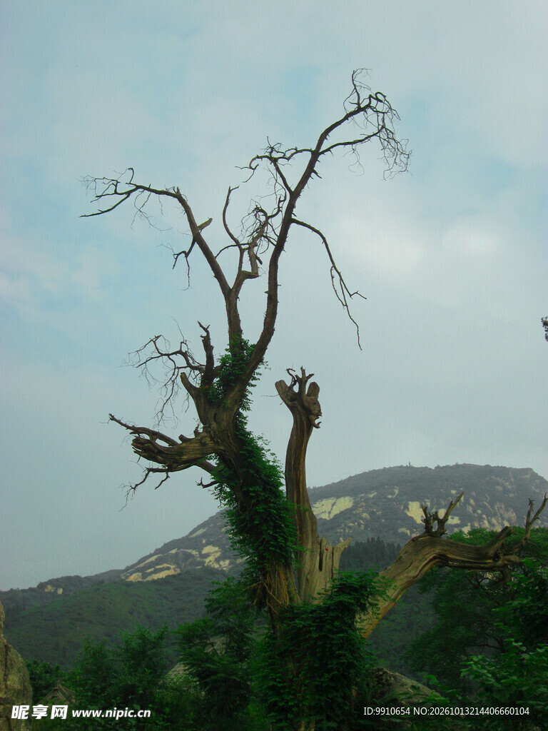 山间苍劲枯树
