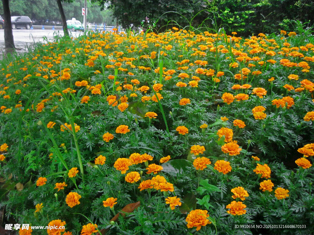 公园橙色万寿菊花海