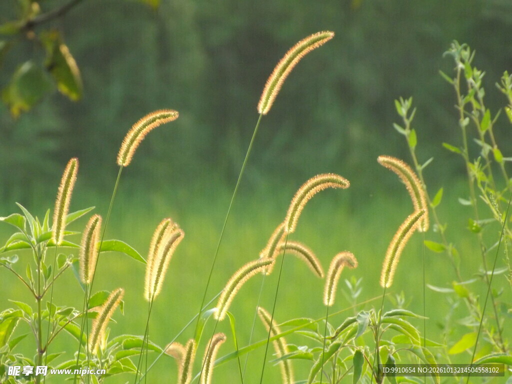清新狗尾草自然小景
