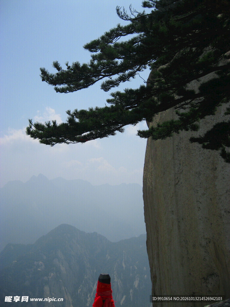 华山崖边迎客松