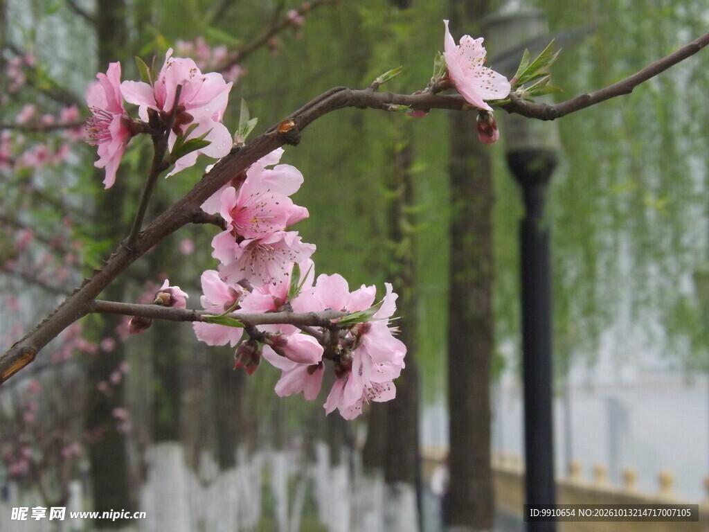 春日水岸桃花盛放