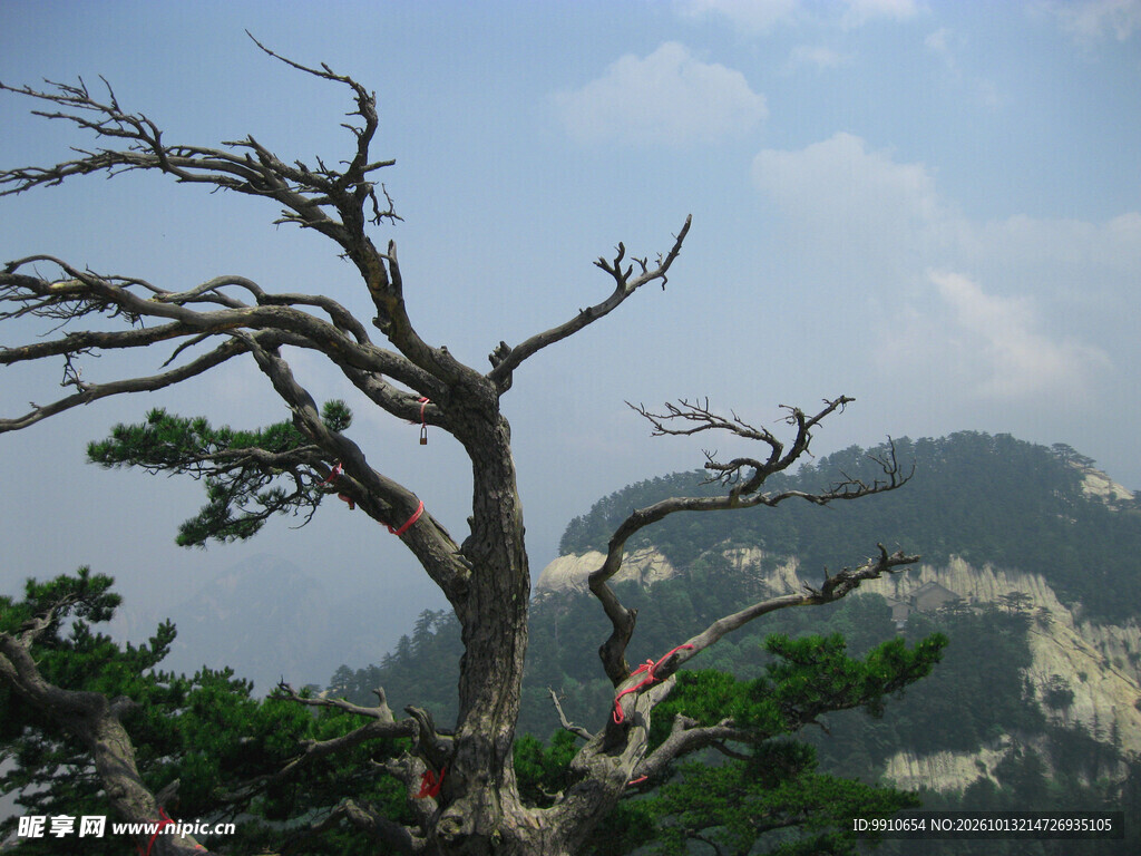 山巅苍劲古松