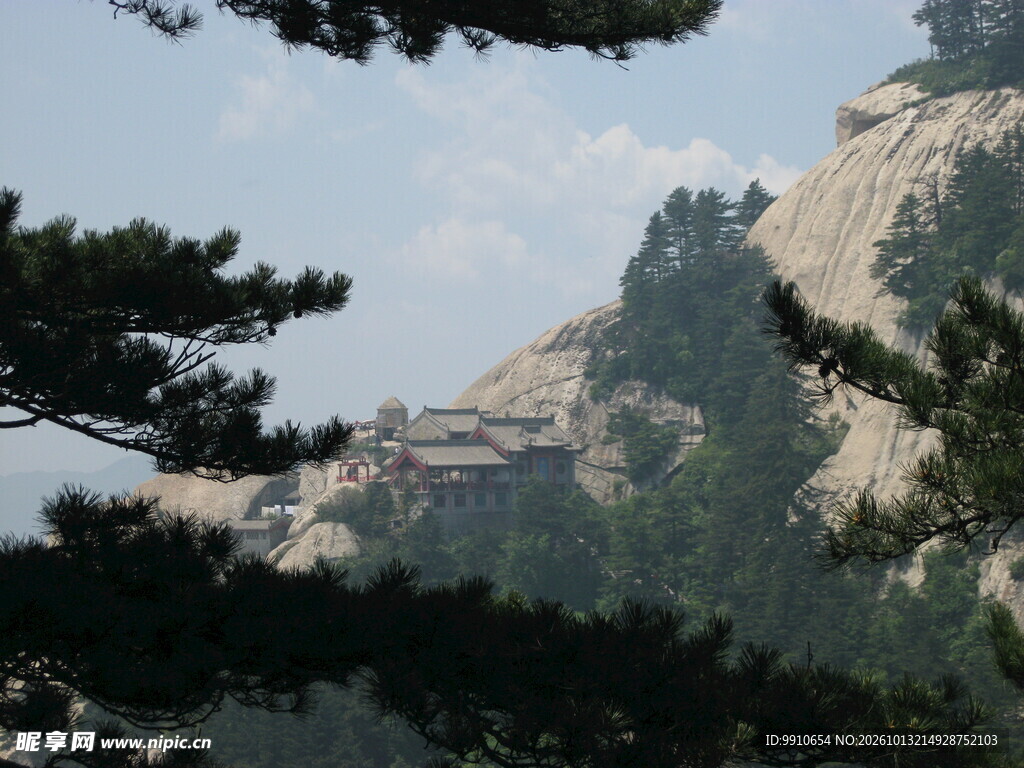 华山松枝望山景