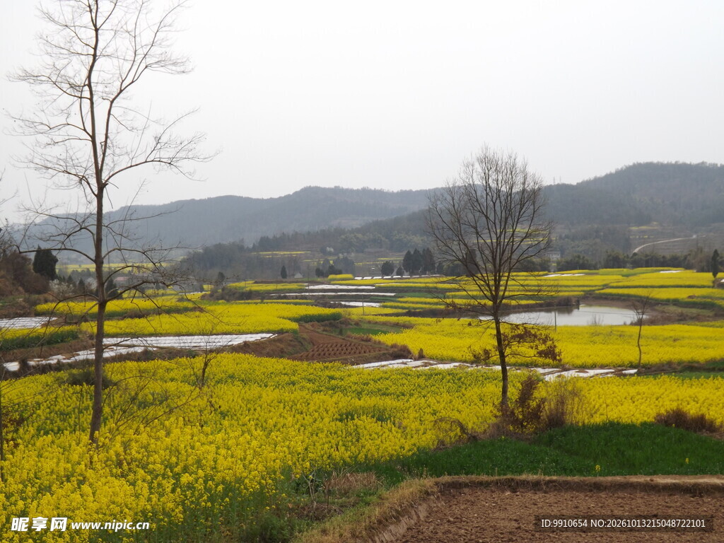 春日乡村油菜花田美景