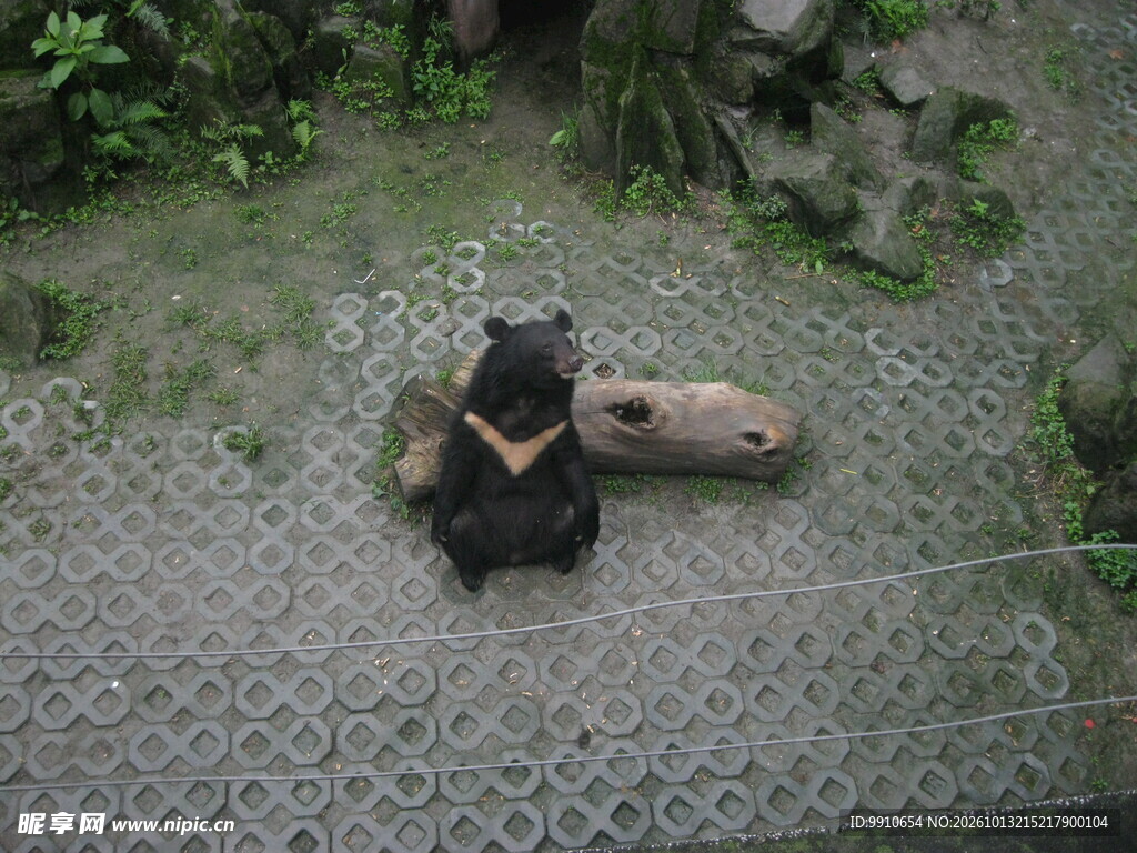 呆萌小黑熊