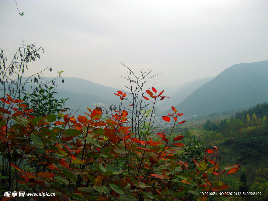 秋山红树雾中远景