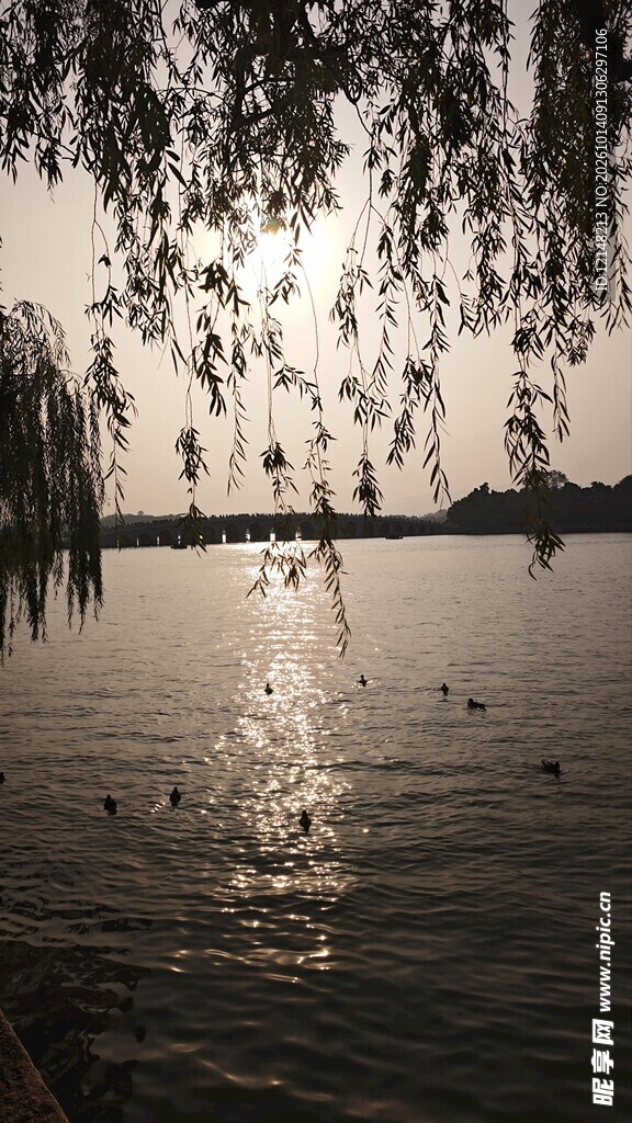 湖面树影落日倒影